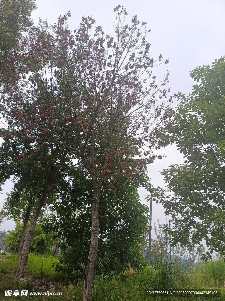 野外樹(shù)木景觀