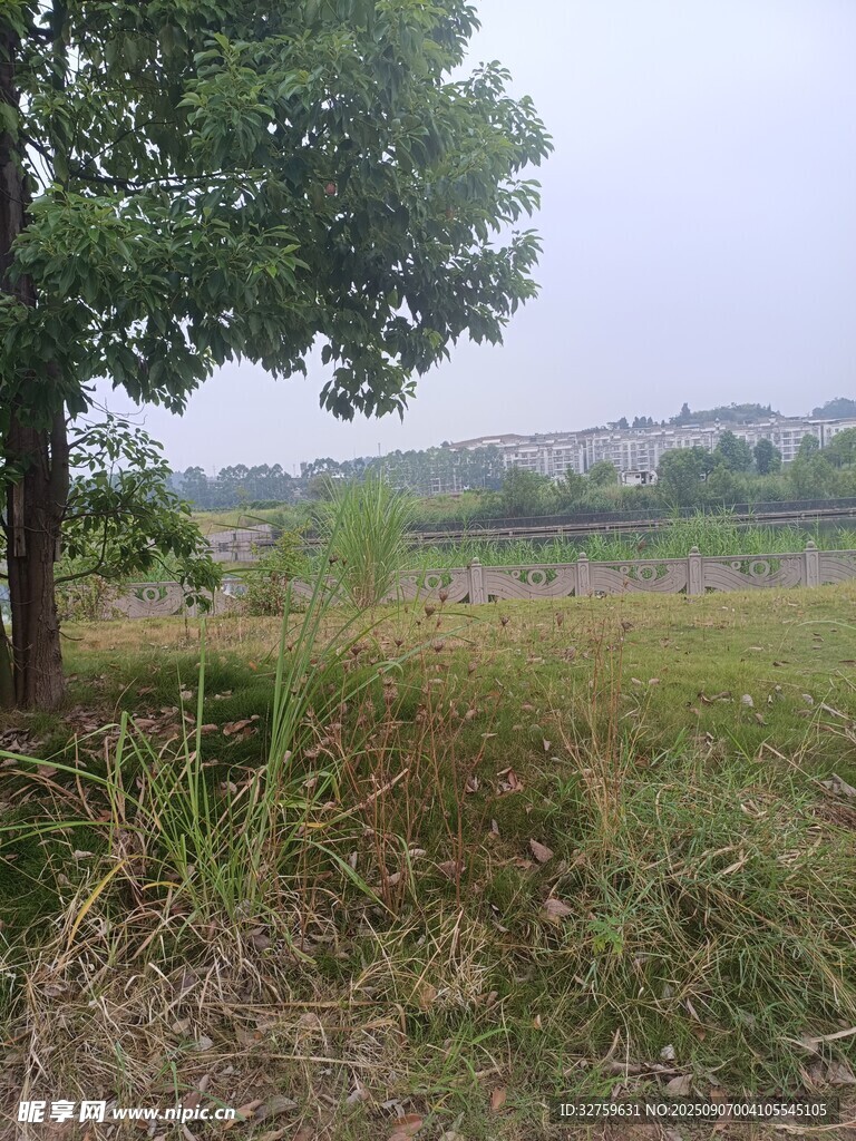 田野中的綠樹與草地