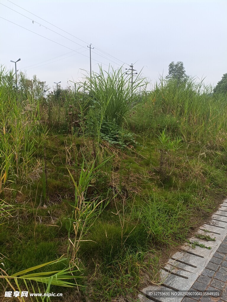 路邊繁茂的綠色植物景觀