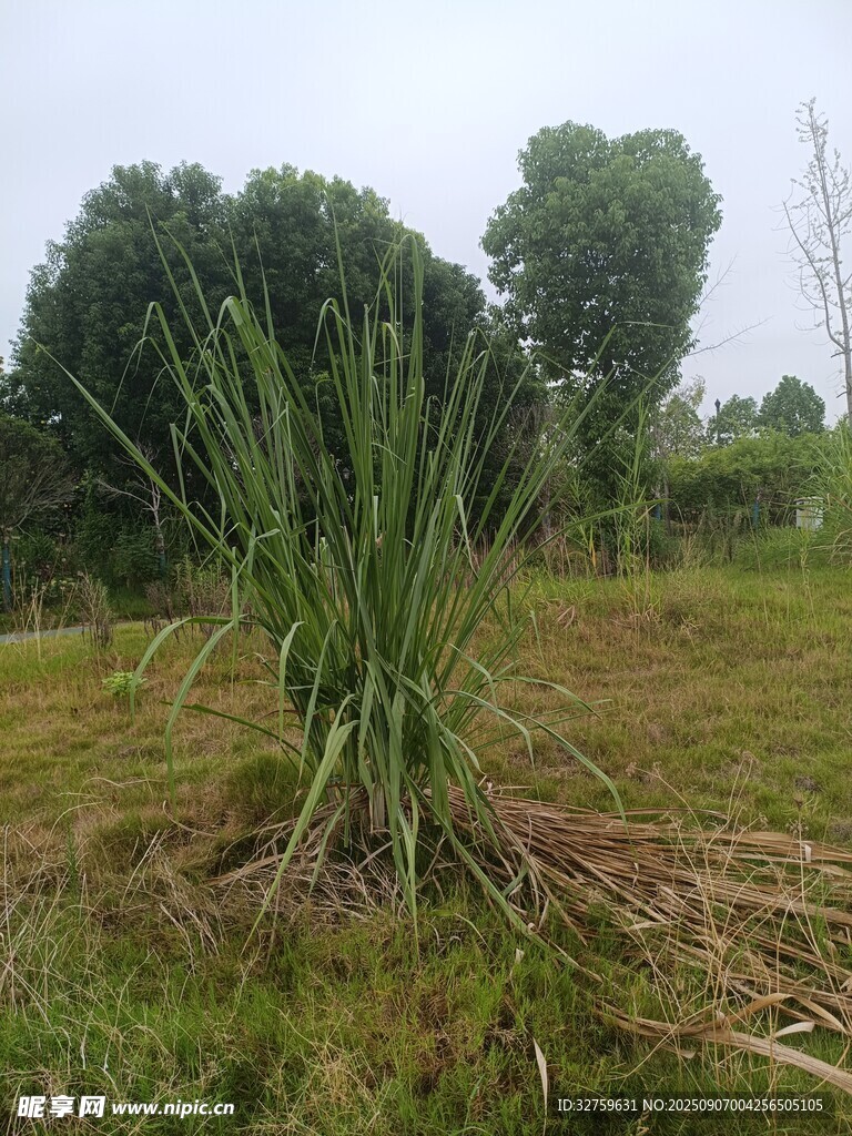 野外叢生的高大綠色植物