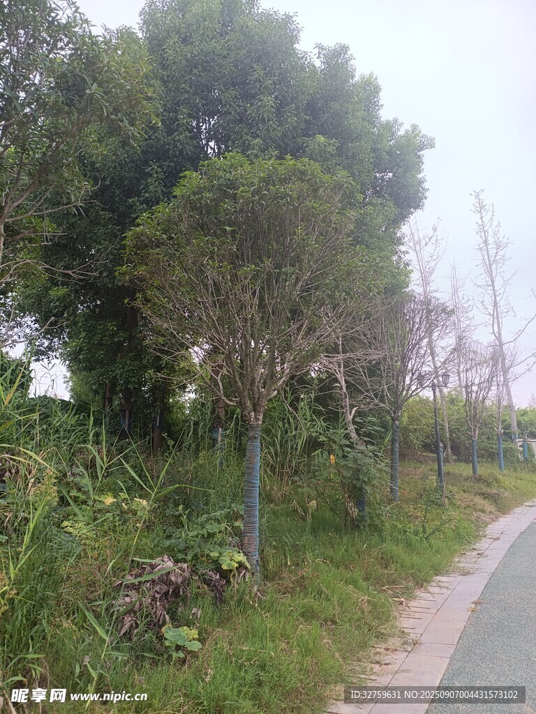 鄉(xiāng)間小路旁的蔥郁樹木