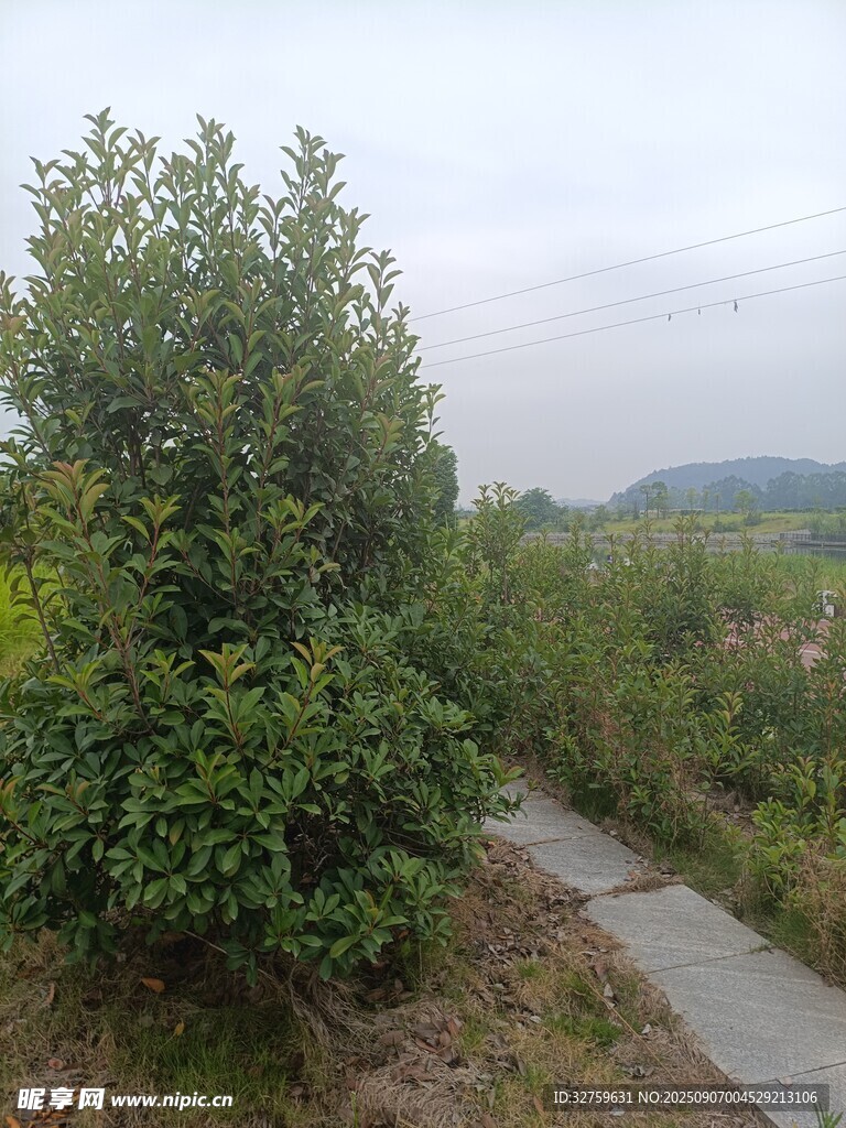 鄉(xiāng)間小徑旁的蔥郁綠樹