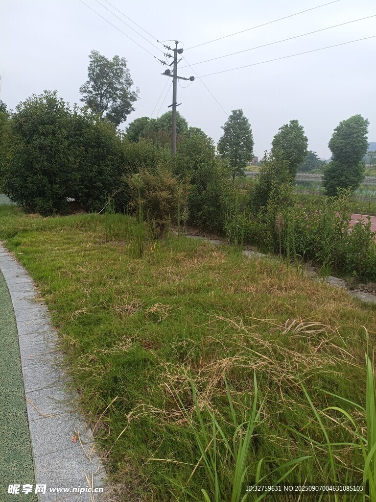 鄉(xiāng)間小徑旁的蔥郁草地