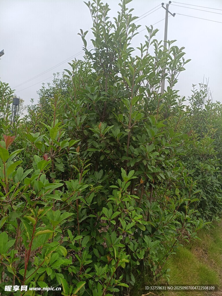 綠意盎然的繁茂植物景觀