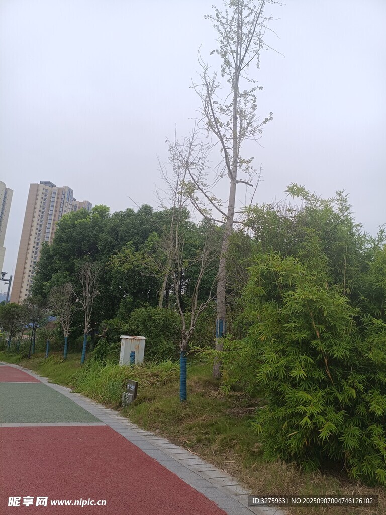 城市公園中的綠植與步道