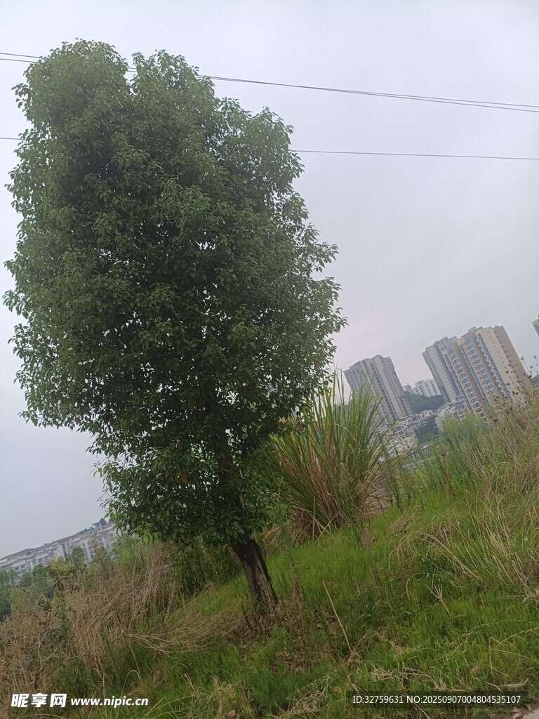 田野中獨立的蔥郁大樹