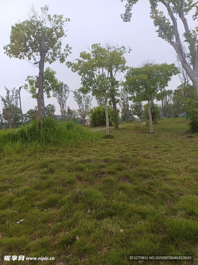 綠意盎然的戶外草地景觀