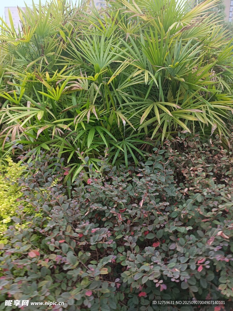 多樣綠植景觀