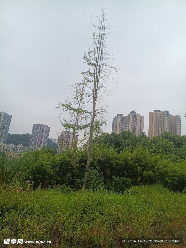 城市邊的孤樹與綠植