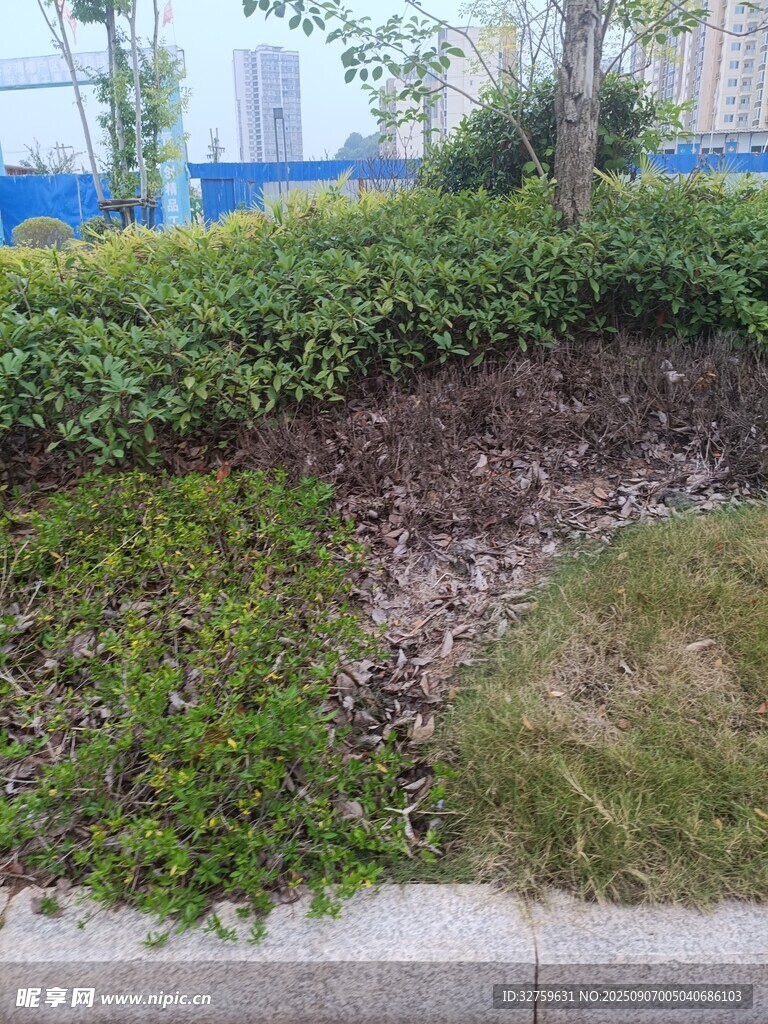 城市綠化帶中的植物景觀