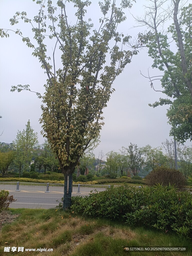 路邊綠樹與周邊綠植景觀