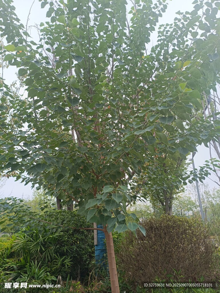 綠葉繁茂的單棵樹木