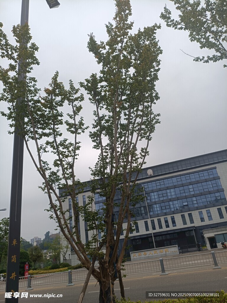 城市中現(xiàn)代建筑旁的綠樹