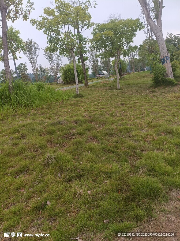 綠意盎然的戶外草地景觀