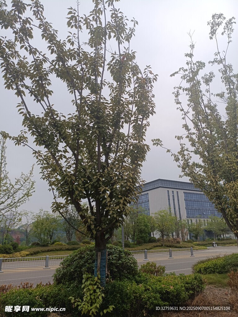 園區(qū)綠樹與遠處建筑景觀