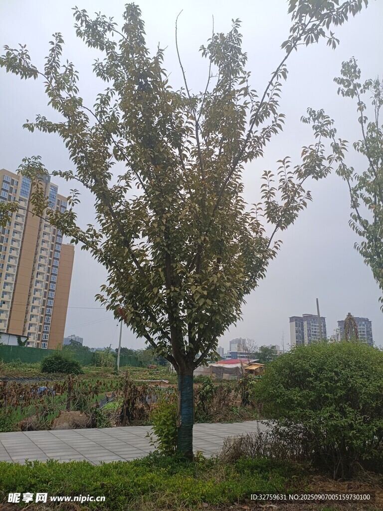 城市中的樹木與遠(yuǎn)處高樓