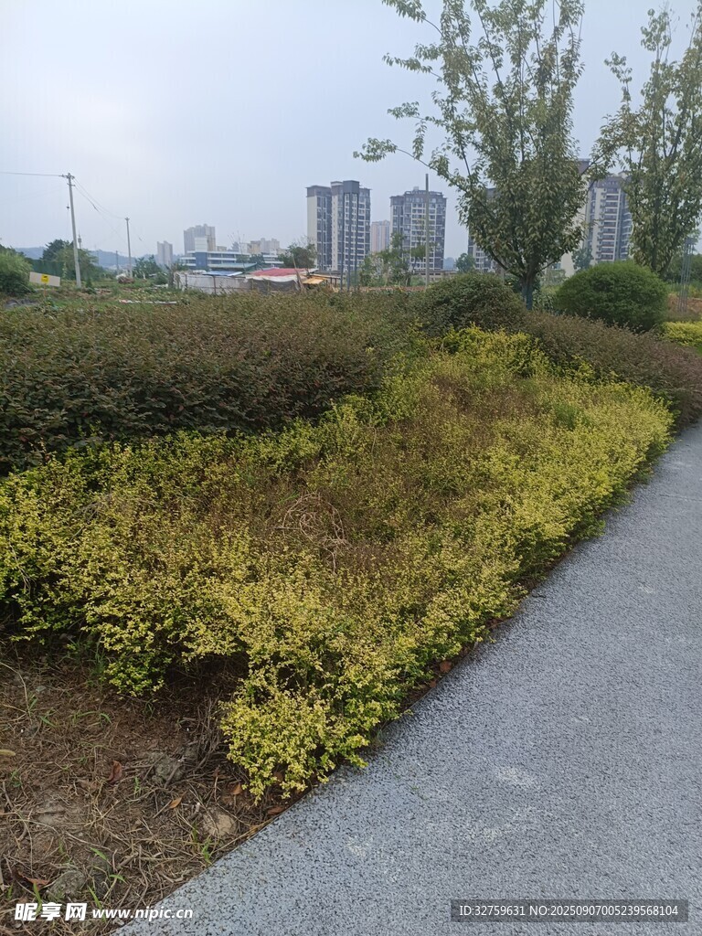 城市路邊綠植景觀