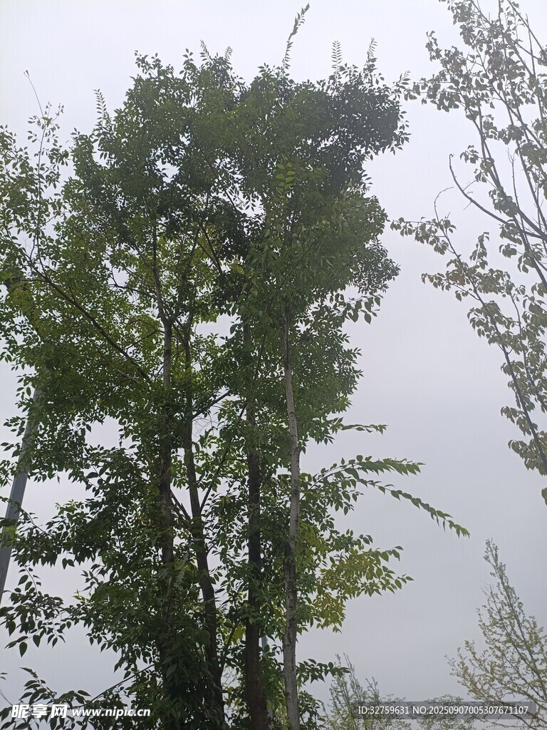 高聳綠樹于朦朧天色中