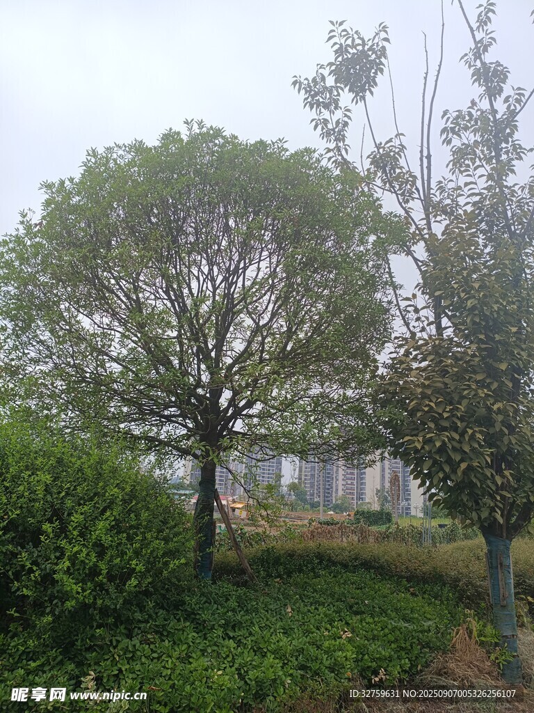 戶外綠樹與綠植景觀