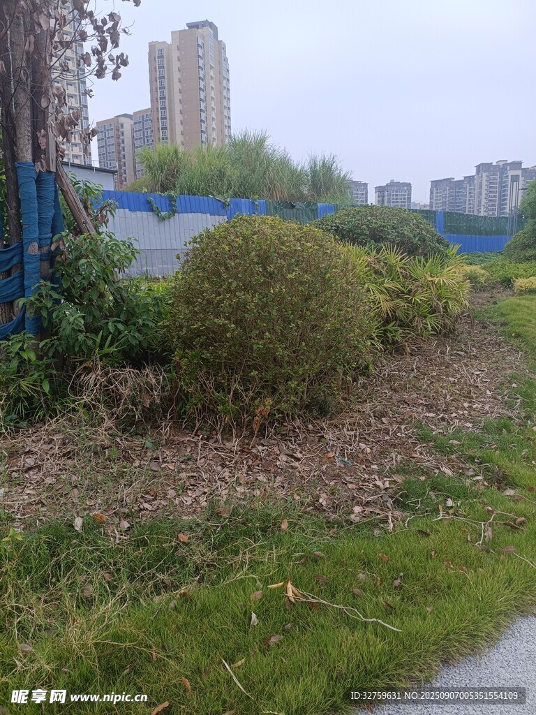城市路邊綠植景觀