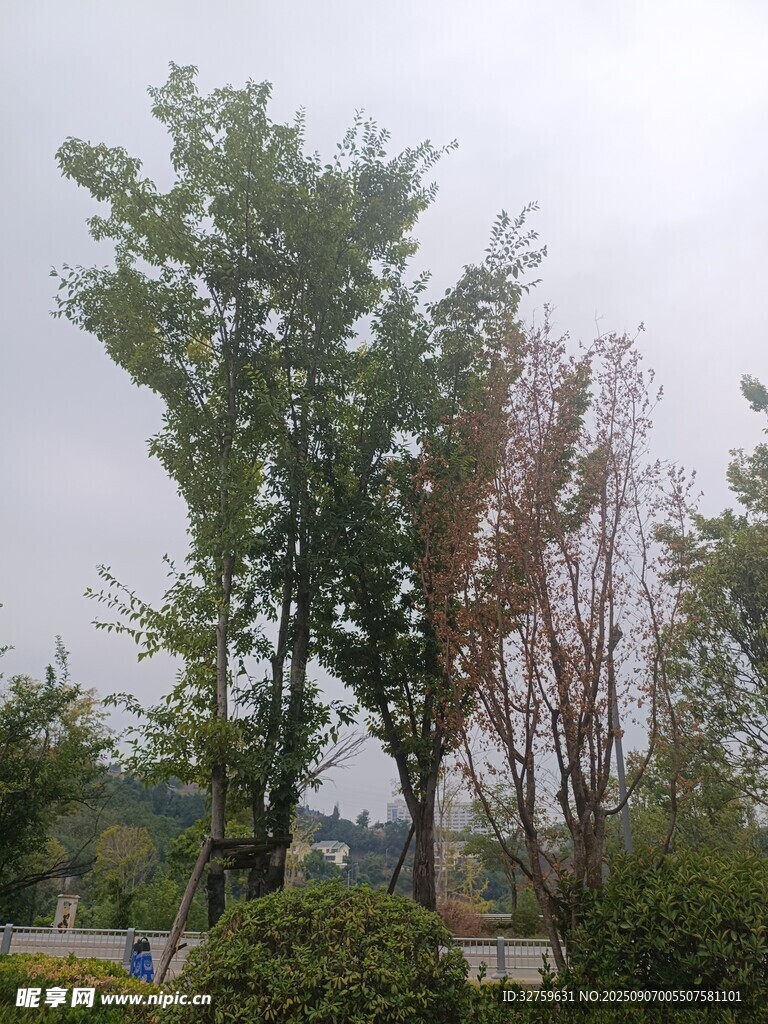 戶外樹木景觀