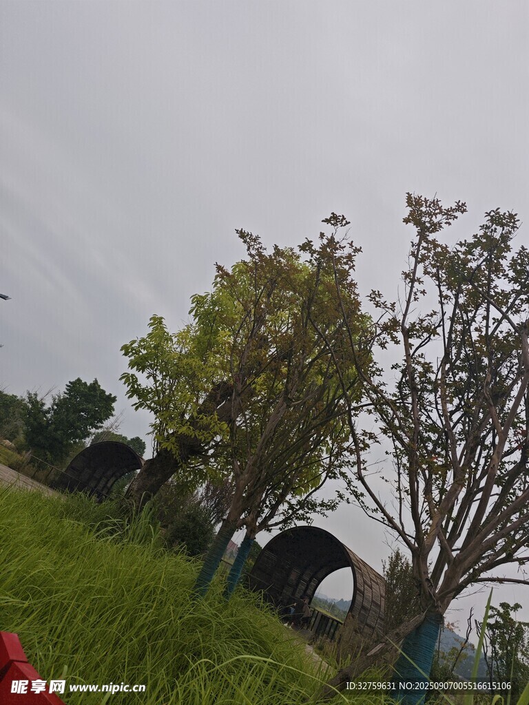 戶外草地旁的樹木與帳篷