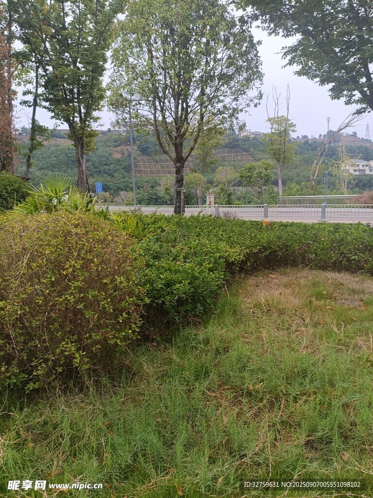 戶外綠意盎然的自然景致