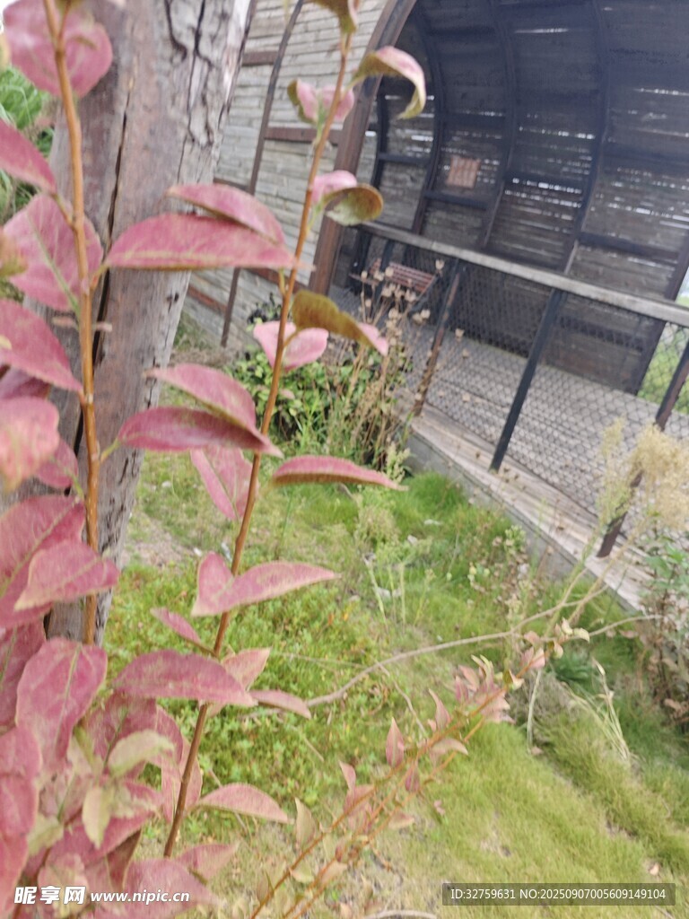 庭院一角的綠植與木柵欄