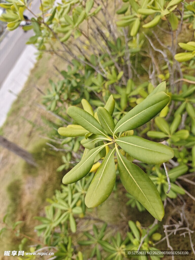 綠葉繁茂的植物特寫