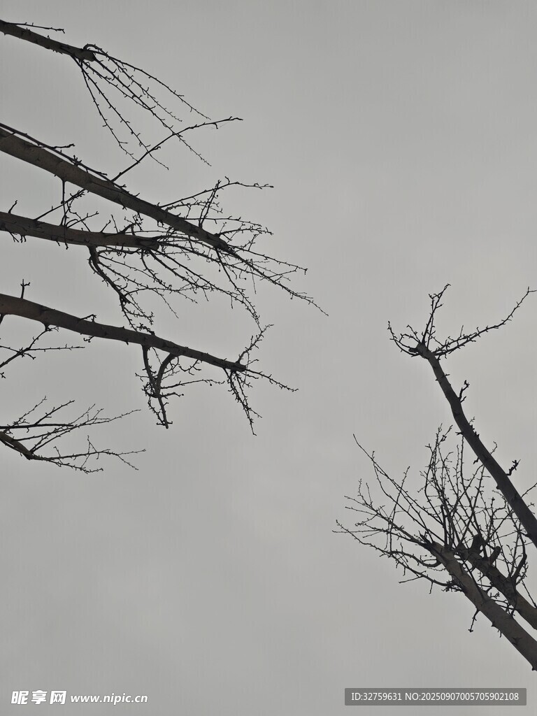 枯枝伸向灰白天空
