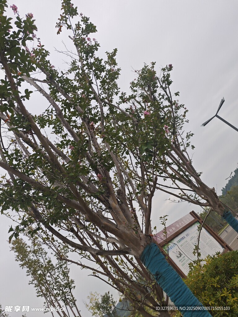 高大樹木枝葉繁茂