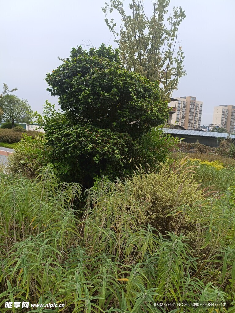 野外綠植與樹木景觀