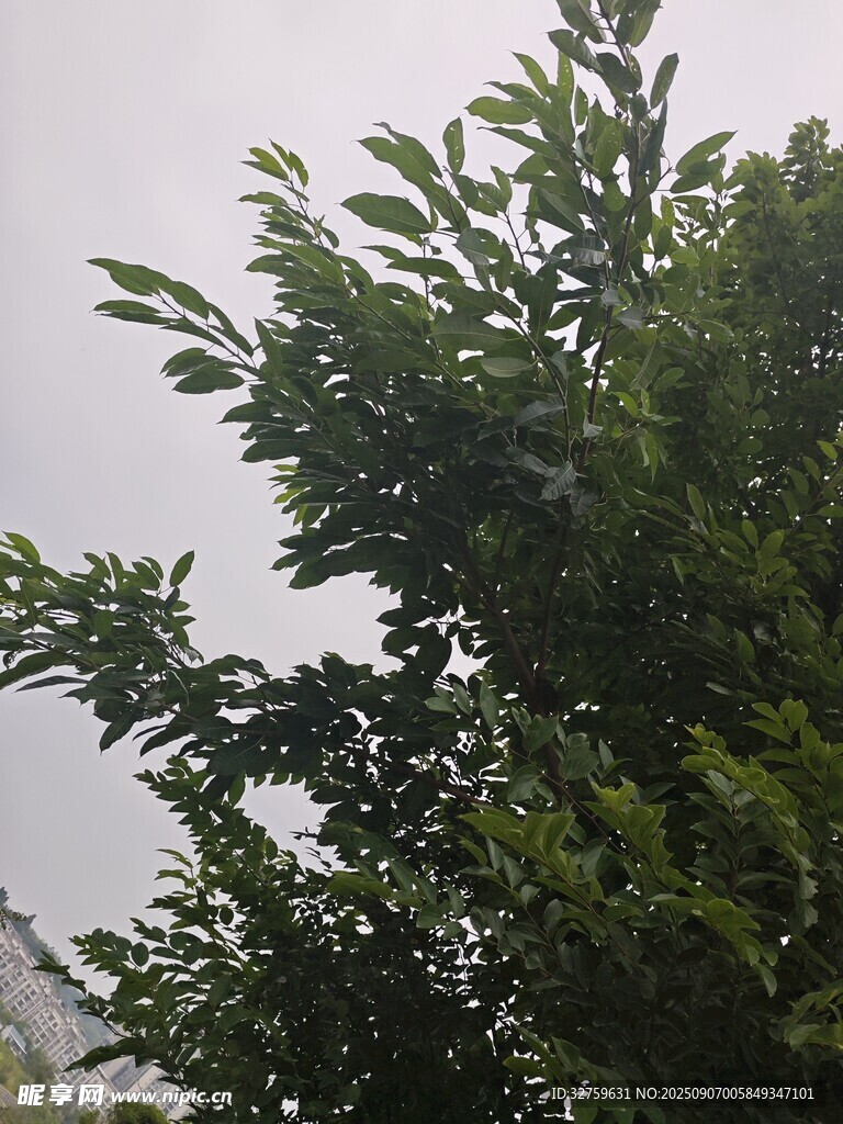 枝葉繁茂的綠樹(shù)
