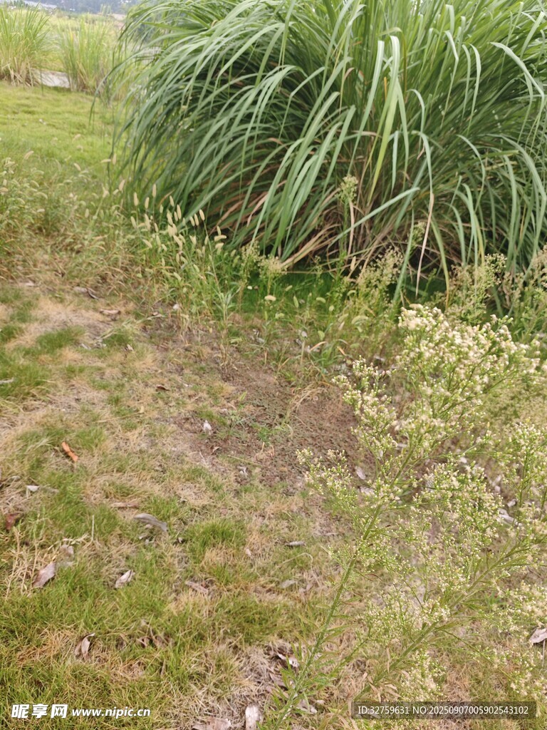 野外草地中的綠植景觀