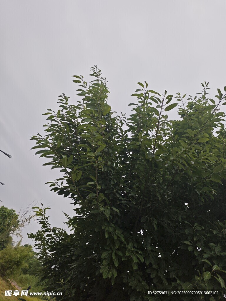 綠葉繁茂的樹(shù)木