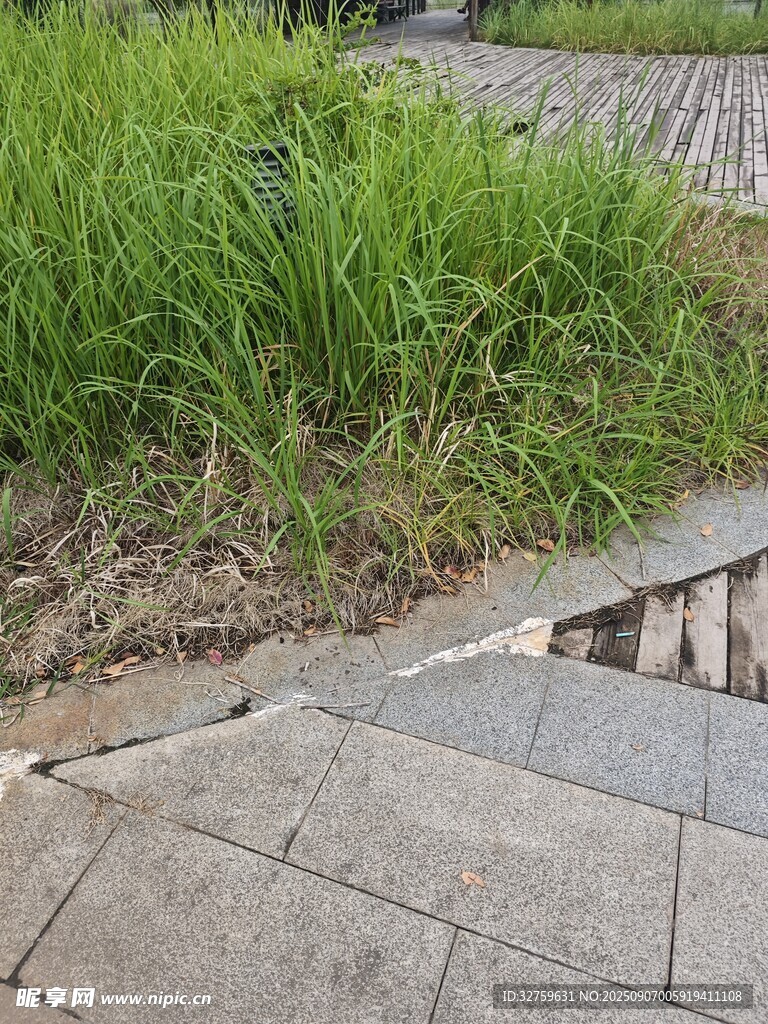 路邊草地與磚石路面