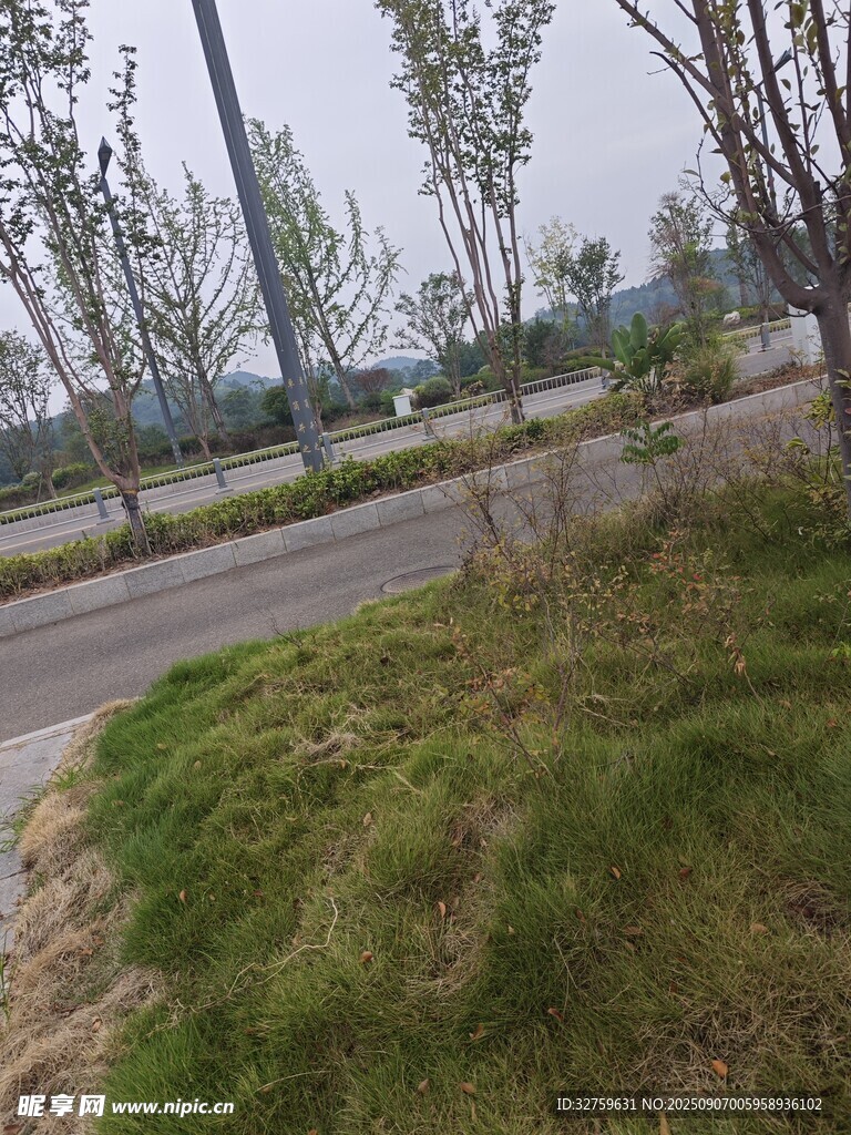 路邊草地景觀