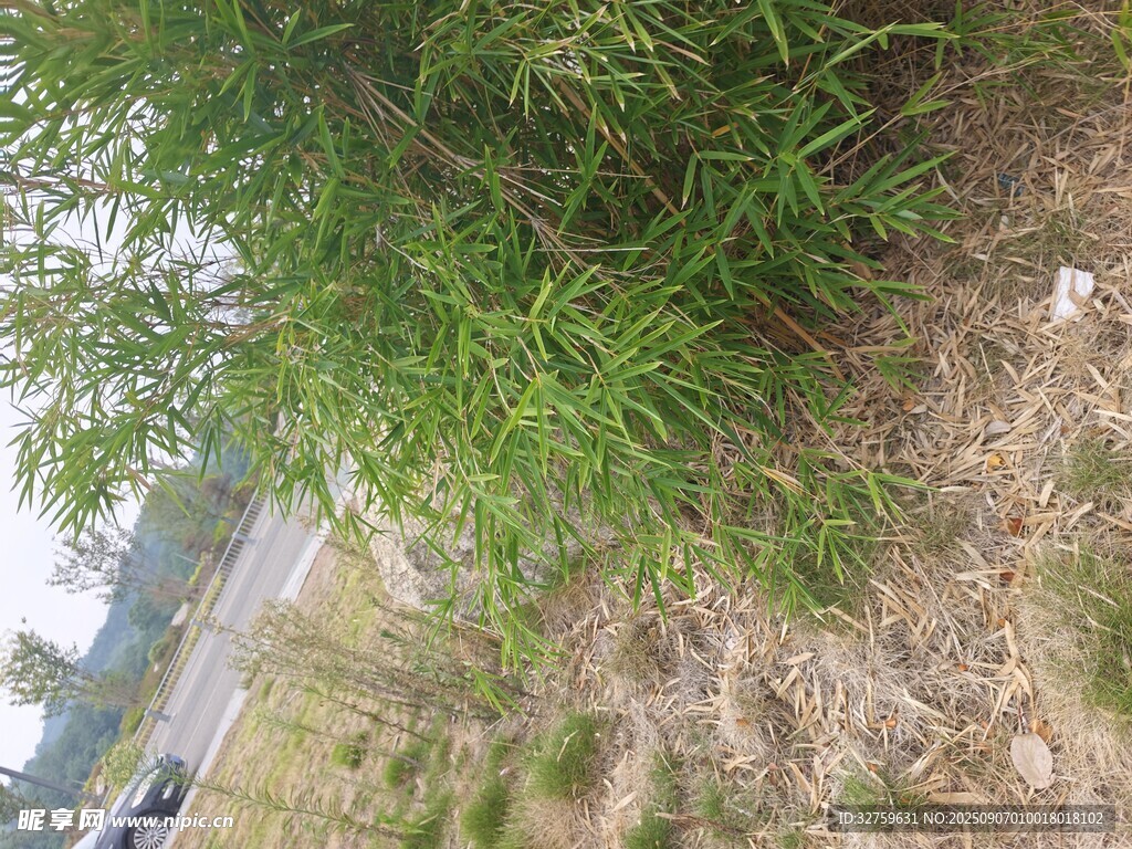 路邊茂盛的綠色植物