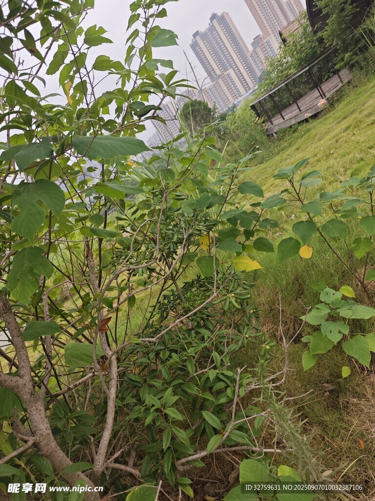 城市中的綠植景觀