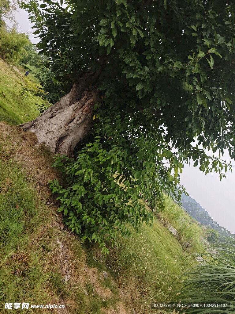 山間粗壯茂盛的古老大樹