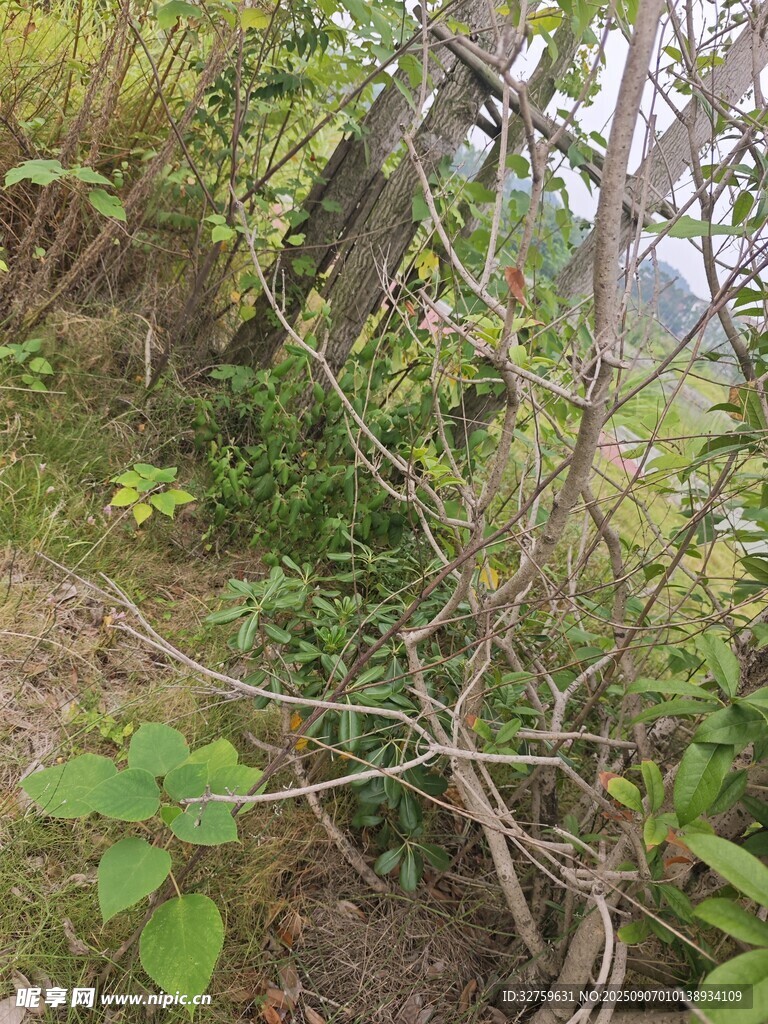 山間雜亂叢生的植物景象