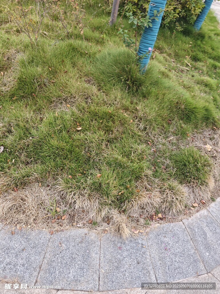 路邊草地與磚石邊緣景象