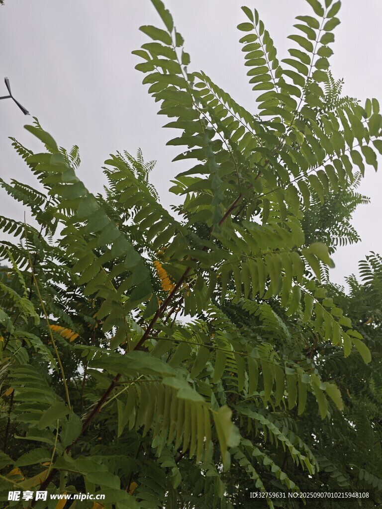 翠綠羽狀葉片的植物