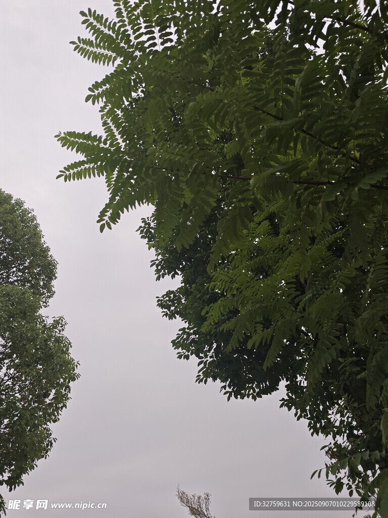 仰視綠樹天空景色