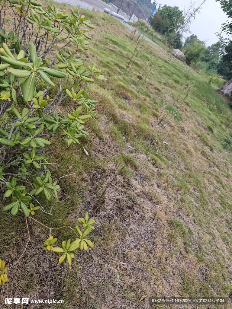 山坡草地與綠植景觀