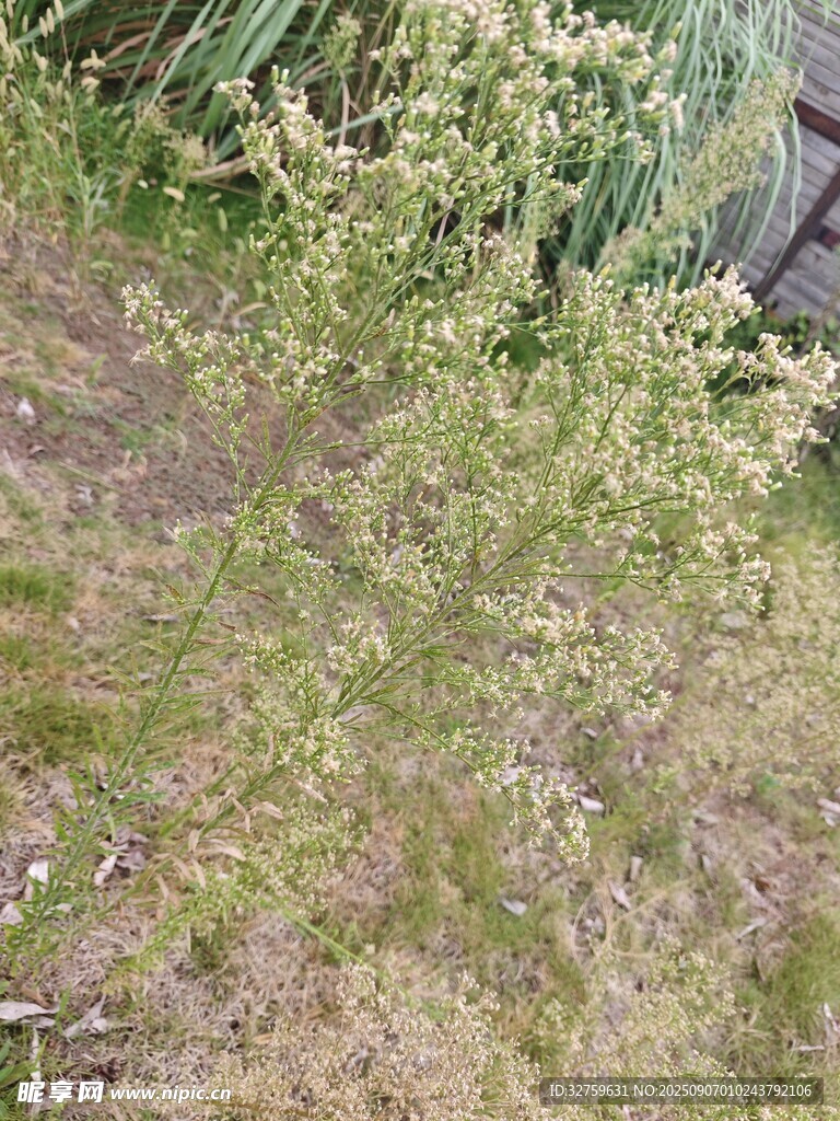 野外繁茂的綠色植物景觀