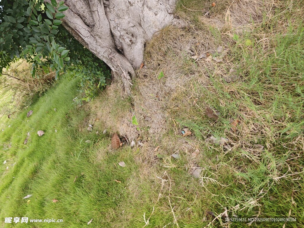 草地旁的樹干與地面景象