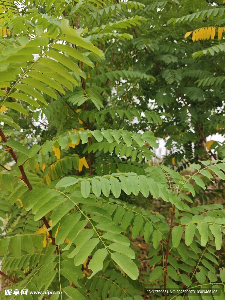 翠綠蕨類植物生機(jī)勃勃