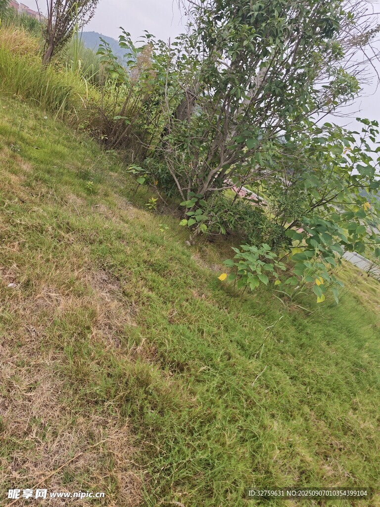 野外草地與樹木景觀