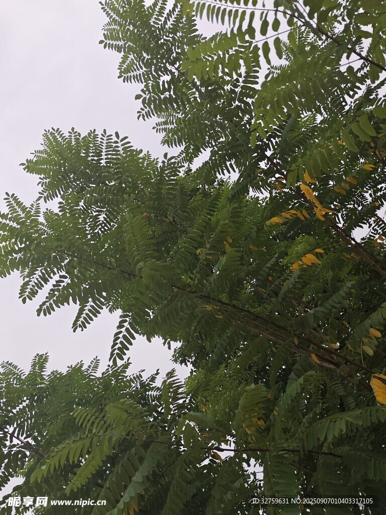 仰視茂密翠綠的松樹枝葉